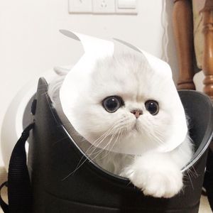 肥老熟妇伦子伦456图片
